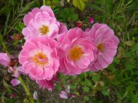 magic-meillandecor1a