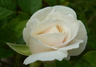 nuage-blanca