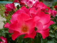 red-cottagea