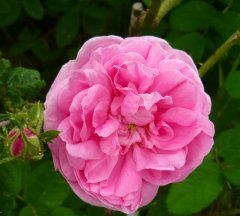 rosa-centifolia-major1a