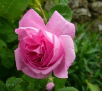 rosa-centifolia-majora