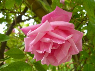 rosabellea