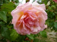 souvenir-de-madame-leonie-viennot1a