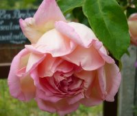 souvenir-de-madame-leonie-viennota