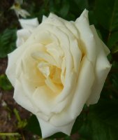 white-knight1a