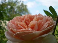 abraham darby