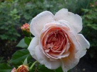 abraham darby