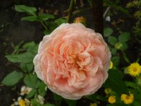 abraham darby