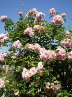 chaplins-pink