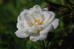 kent-mgora.jpg
