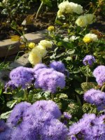 golden-border-1jpg