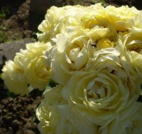  golden-border