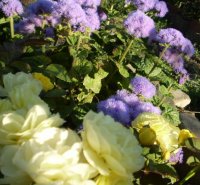  golden-border