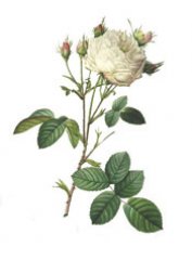 unique-blanche.jpg