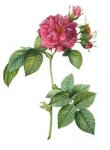 empress-josephine-rose.jpg