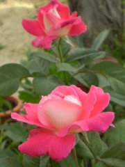 rose gaujard