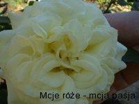 white queen