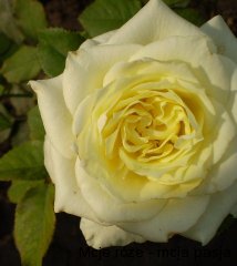 white queen