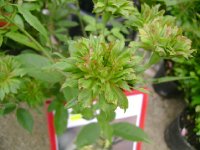 viridiflora