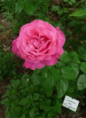 caprice-de-meilland-a_0