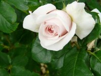 claire-rose-a_0