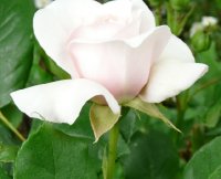 claire-rose1a_0