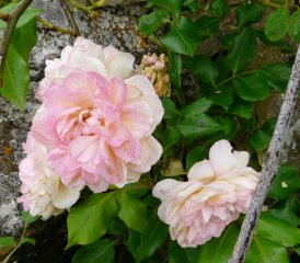 desprez-a-fleur-jaune-a_0