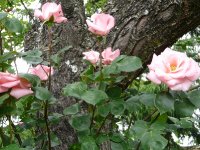 diane-de-piotiers-a_0