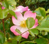 fleurette-aa_0