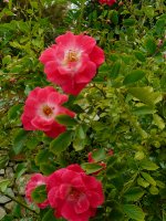 fuchsia-meilandecor-a_0