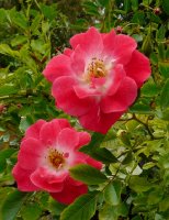 fuchsia-meilandecor-aa