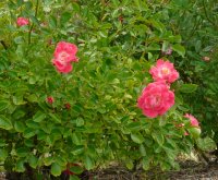 fuchsia-meilandecor1a_0