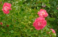 fuchsia-meilandecor1aa_0