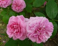 gertrude-jekyll-a_0