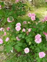 gertrude-jekyll2a_0