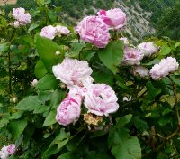 gros-provins-panachee-a_0
