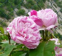 gros-provins-panachee-aa_0