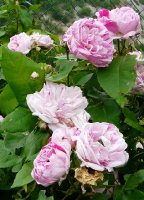 gros-provins-panachee-aaa_0