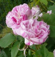 gros-provins-panachee1a_0