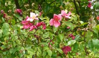 rosa-mutabilis-a_0