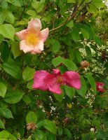rosa-mutabilis1a_0