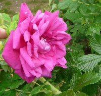 roseraie-lhaye-a_0