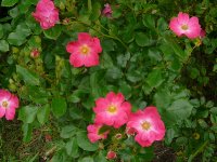 rosy-carpet-a_0