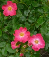 rosy-carpet-aa_0