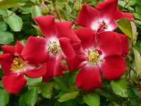 rouge-meillandecor-a_0