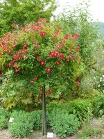 rouge-meillandecor1a_0