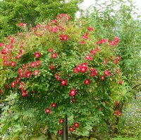 rouge-meillandecor1aa_0