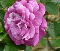 violette-parfumee-clg-a_0