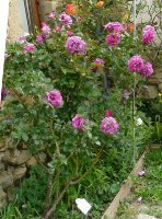 violette-parfumee-clg-aa_0