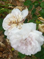 coquette-des-blanches